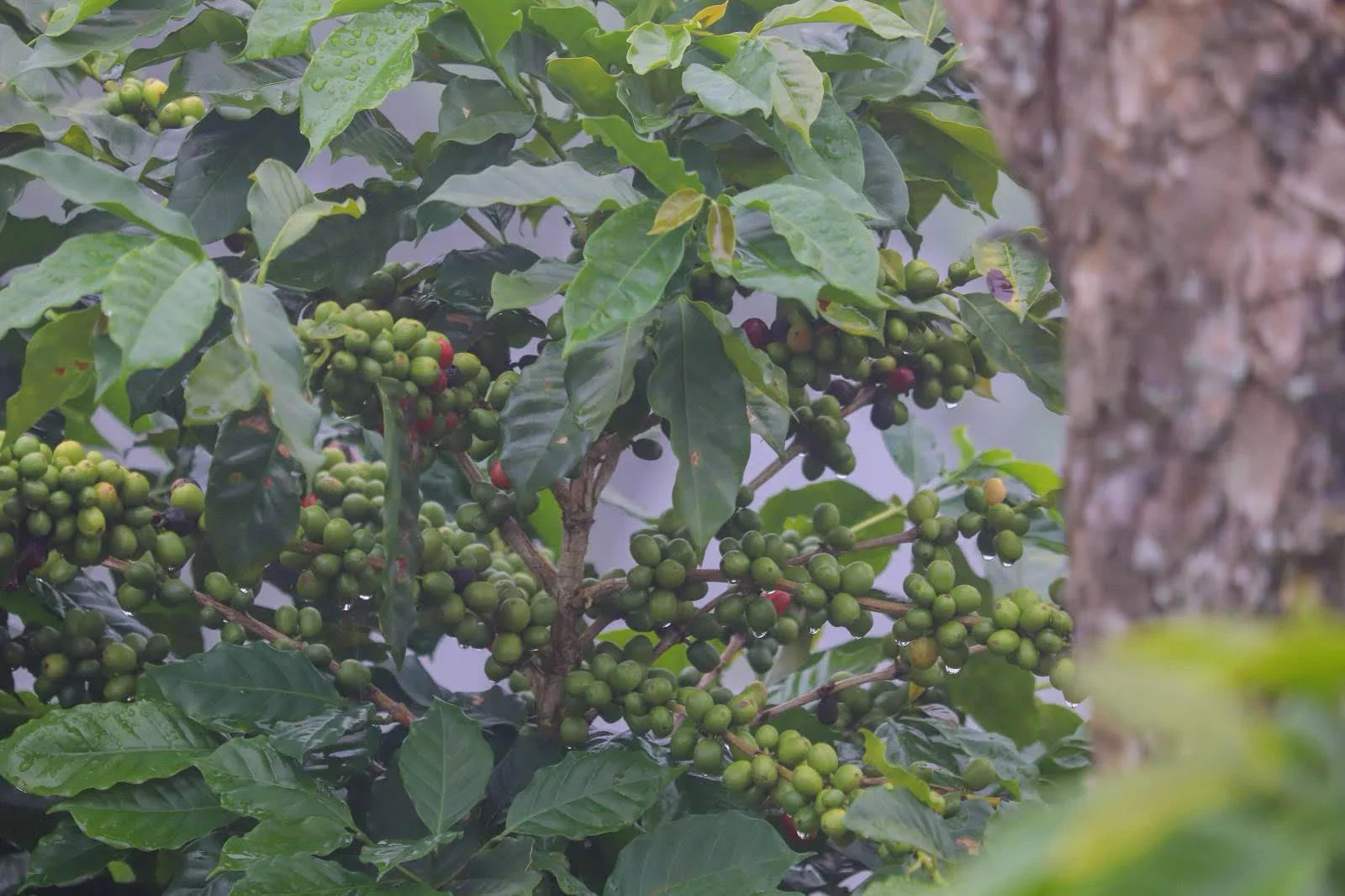 Why Start The Good Coffee Co.